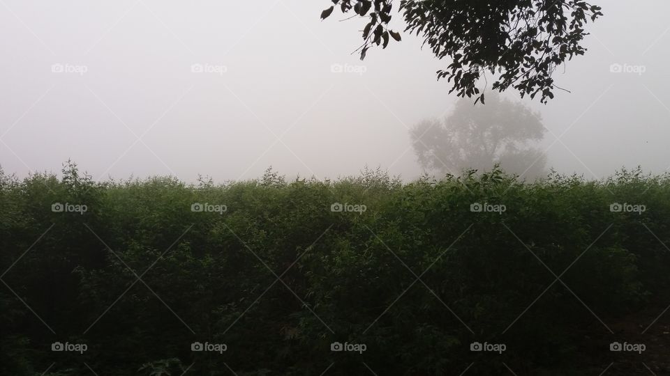 fog in forest