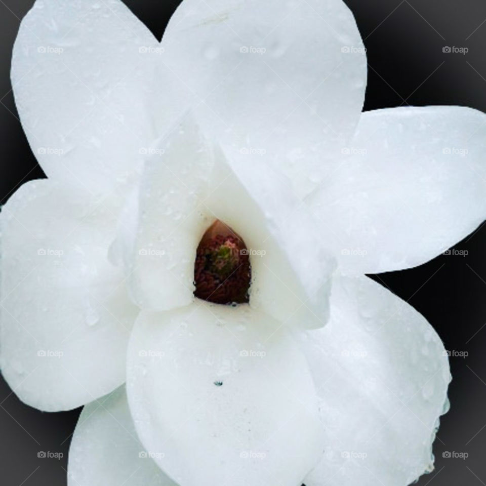 white flower