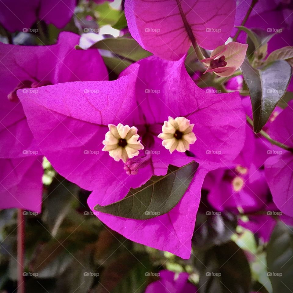 I love flowers and smiles. And if you can, through photography, create a flower with a laugh ... why not? / Eu amo flores e sorrisos. E se você consegue, através da fotografia, criar uma flor com uma gargalhada... por que não?