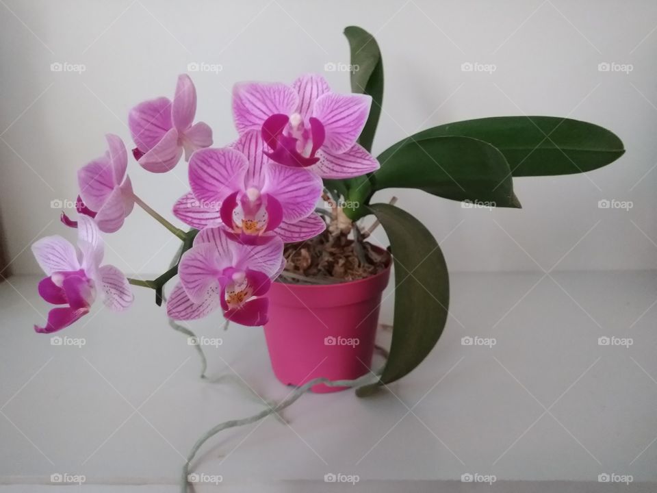 Mini orquídea