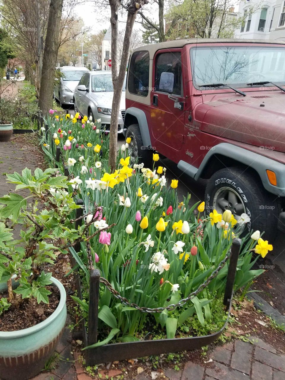 Tulips in bloom on a street in the Capitol Hill neighborhood of Washington, DC. Photo taken April 2018.