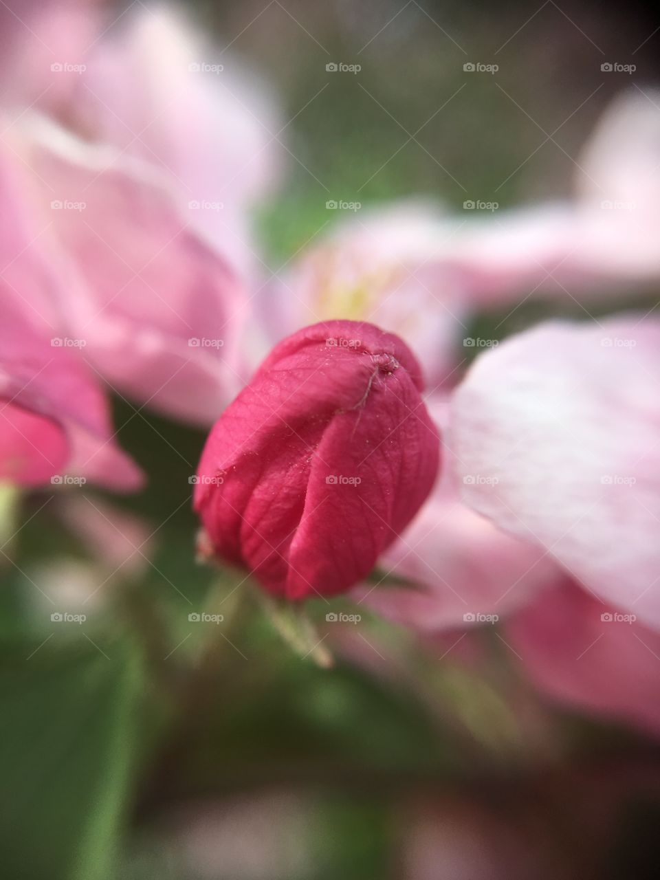 Blossoms in CT in early May