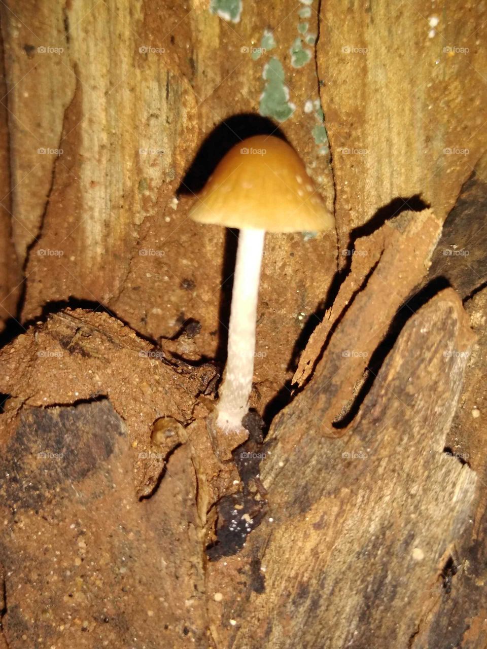 a mushroom on a dead wood