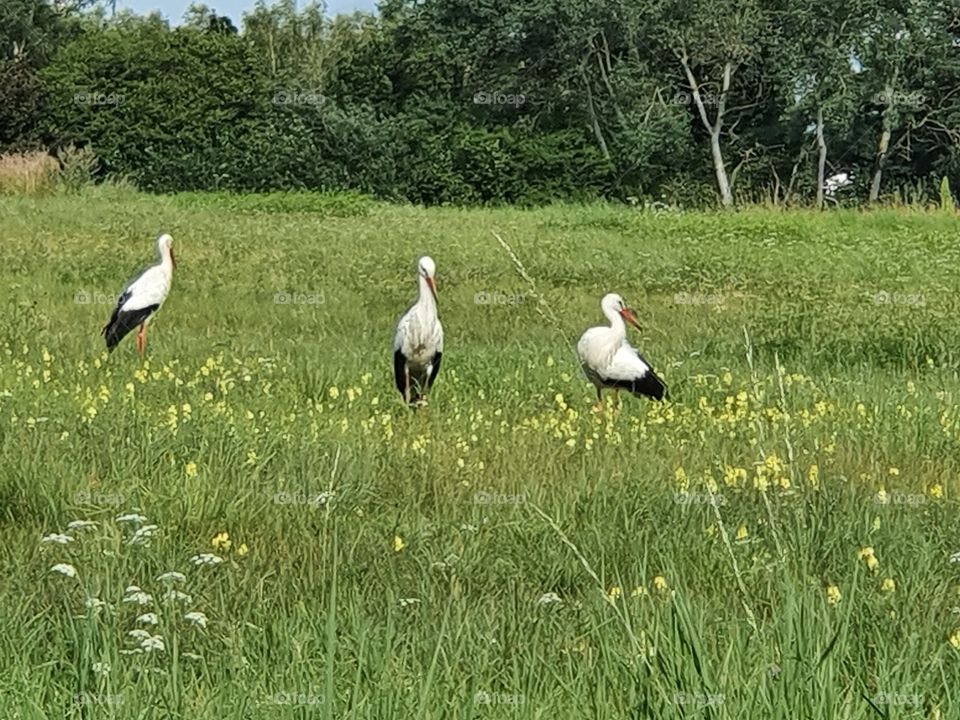 rattle storks on tour