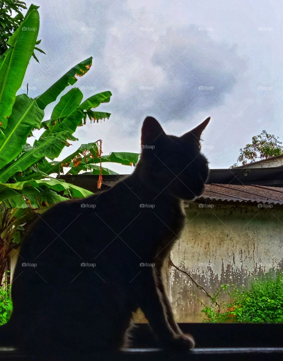 a vat relaxes in the window of the house in the late afternoon