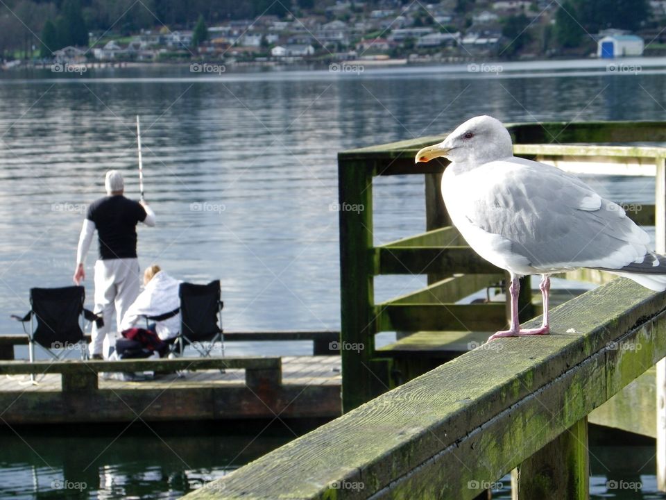 Harbour dock facing the north shore of Vancouver, in Belcarrra, near Anmore about thirty miles from Vancouver, fishing, tranquil marina and setting