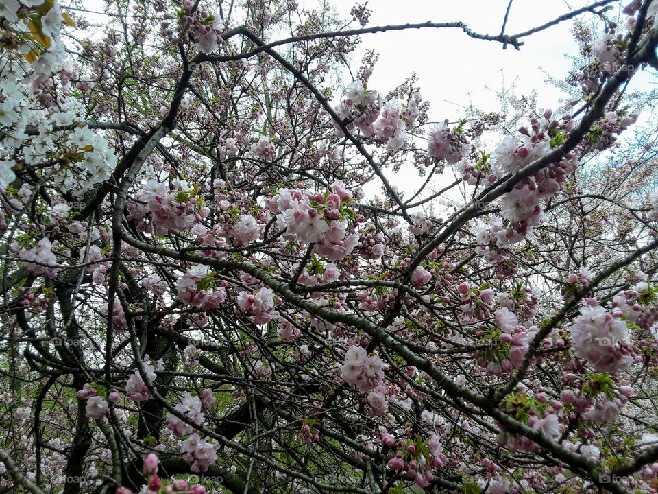 Cherry blossom spring