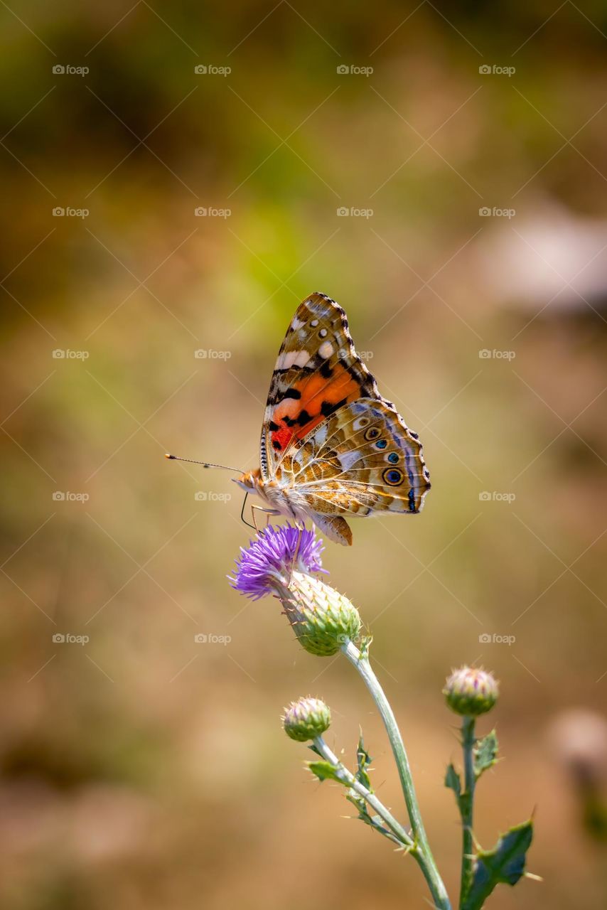 colourfull butterfly on thistle flower