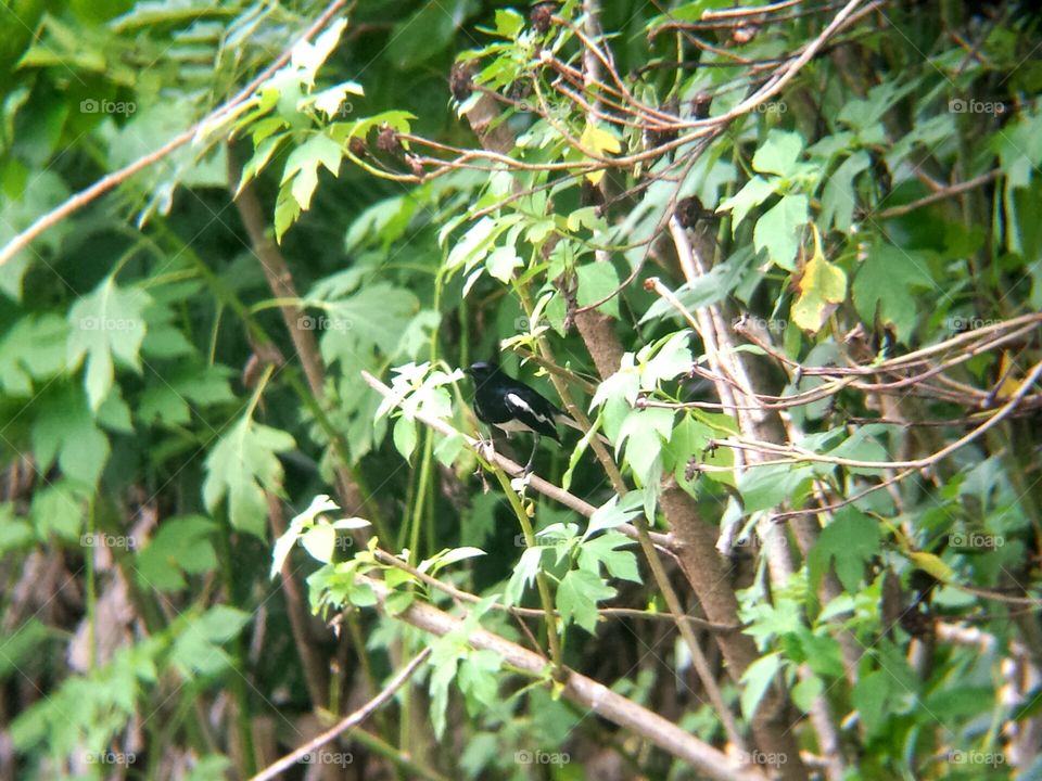 riental Magpie Robin 