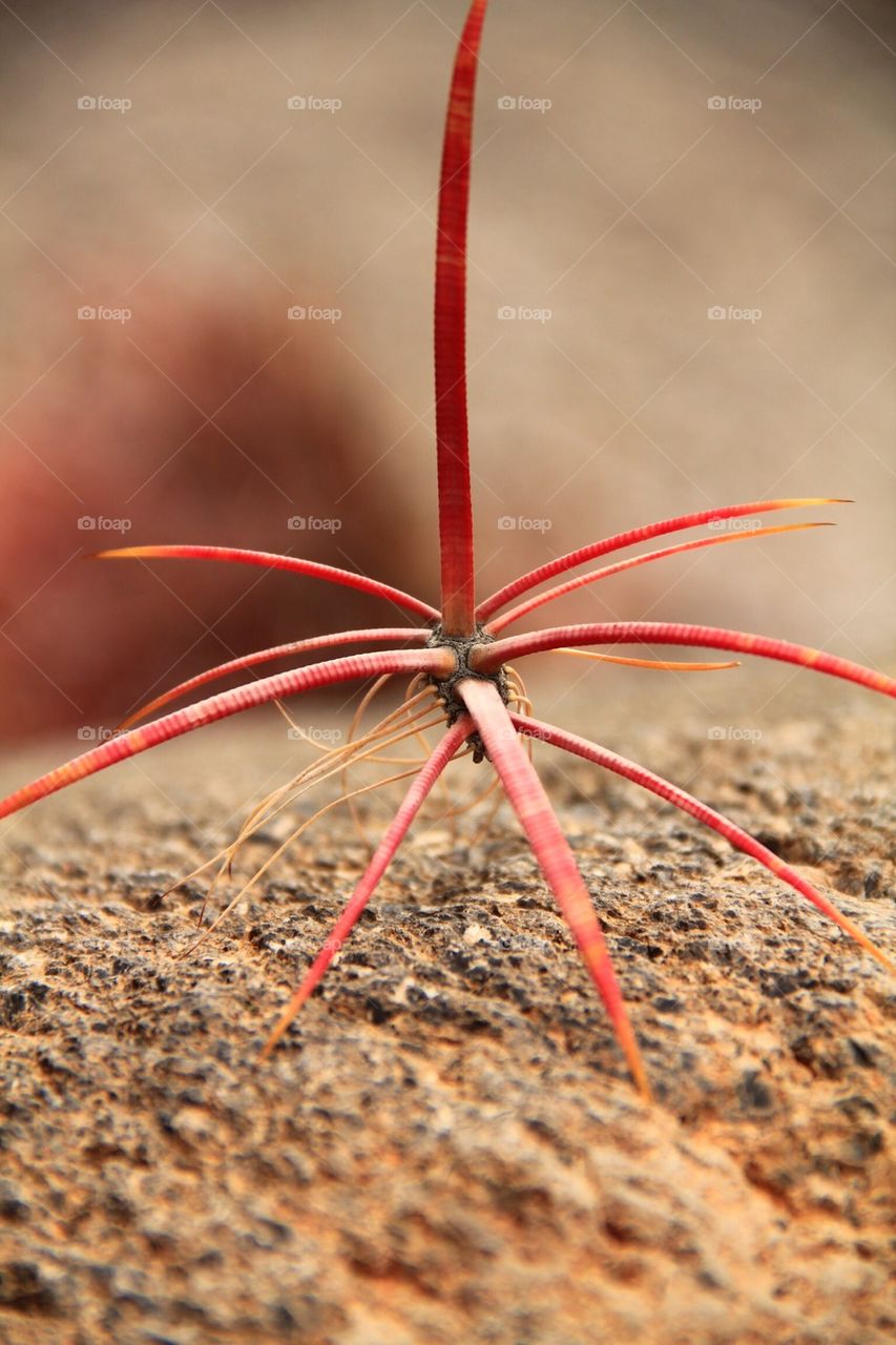 Close-up of a insect