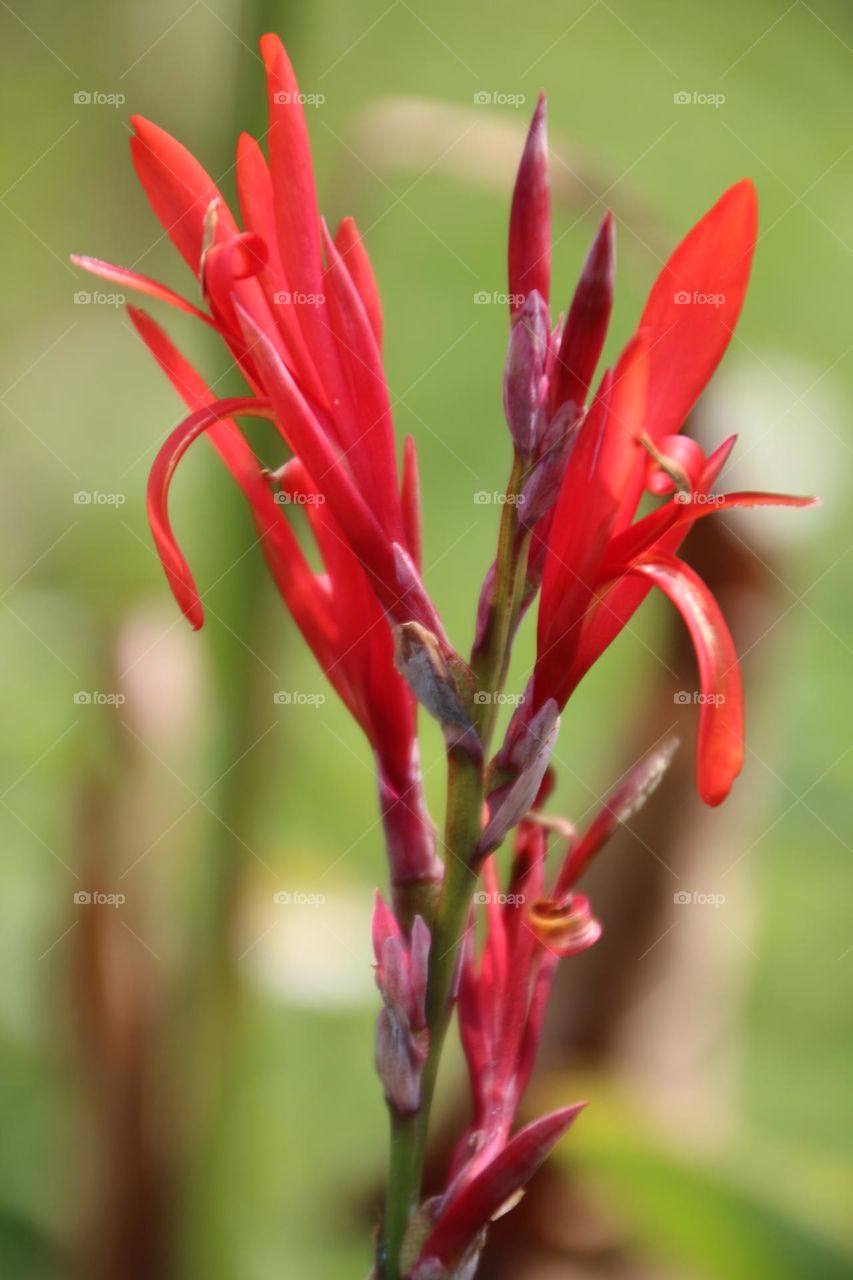 Canna full of small red flowers