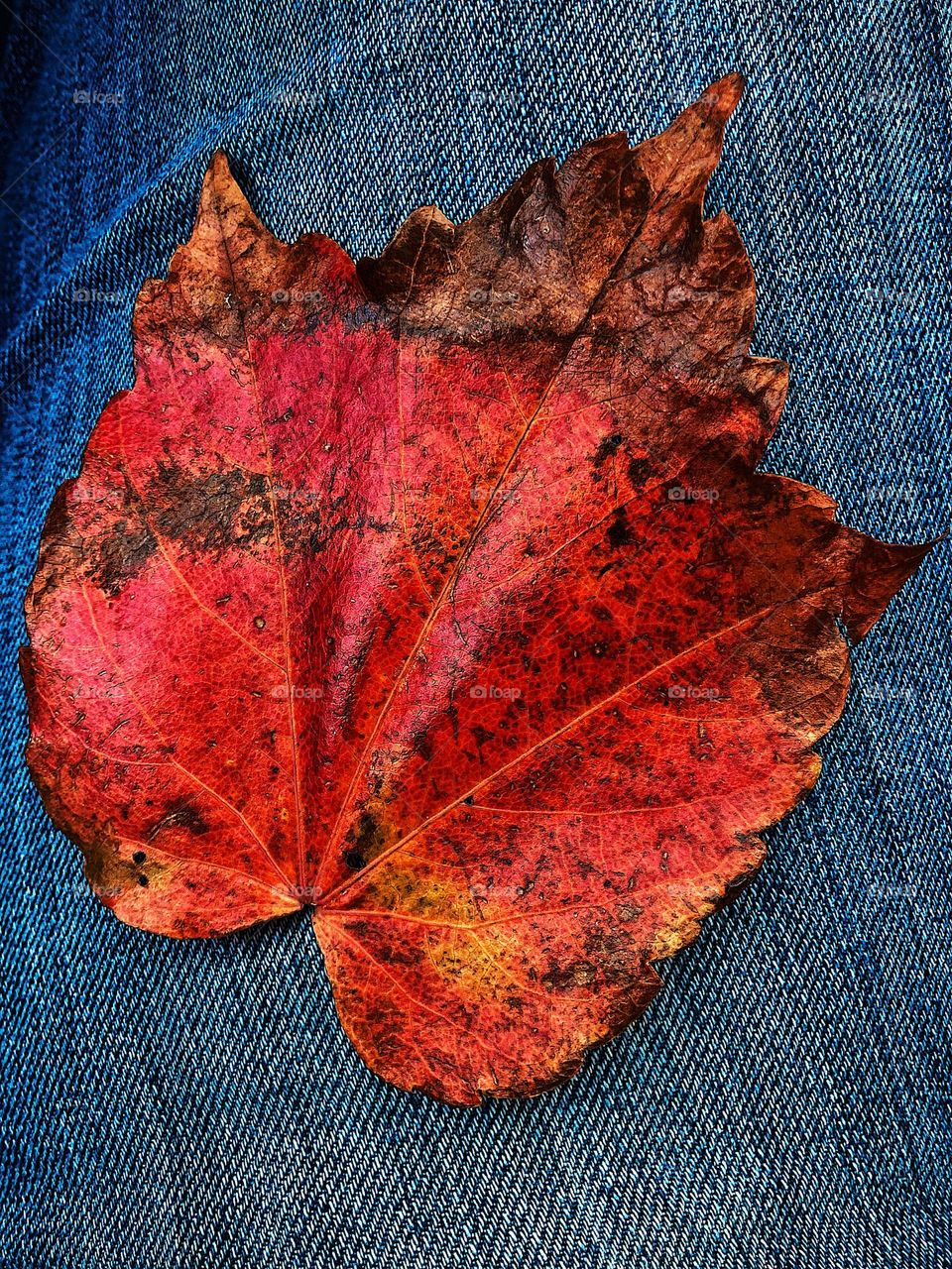 Bright red fall leaf on backdrop of denim, jeans and leaves in the fall, woman finds big red leaf, looking for leaves in the forest, colorful leaves of fall, details of a leaf 