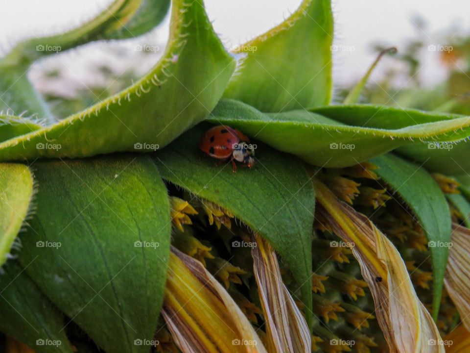 Ladybug relaxing on the sunflower.