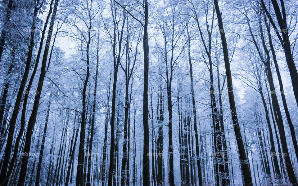 Frosty trees in forest