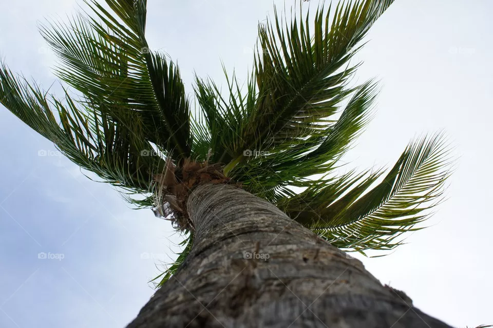 Palm