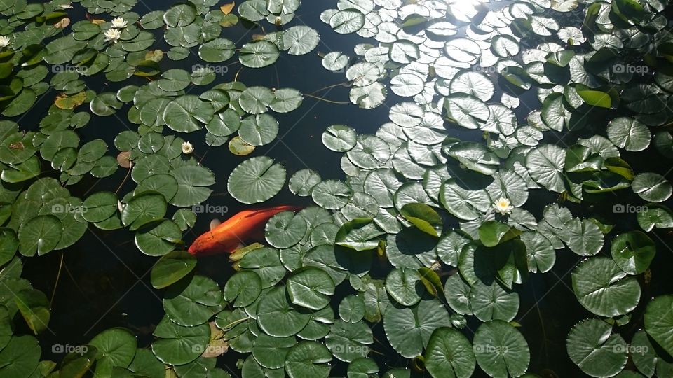 koi in pond. right place right time right position 