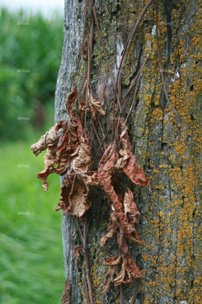 The remains of last fall