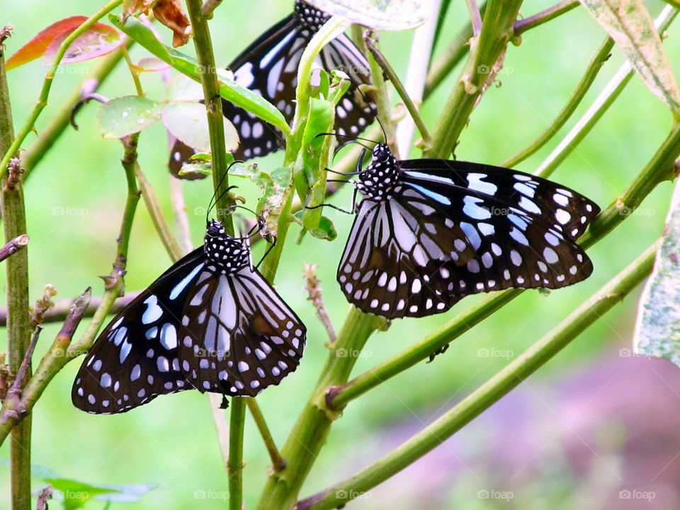 Butterflies perching on plant stem