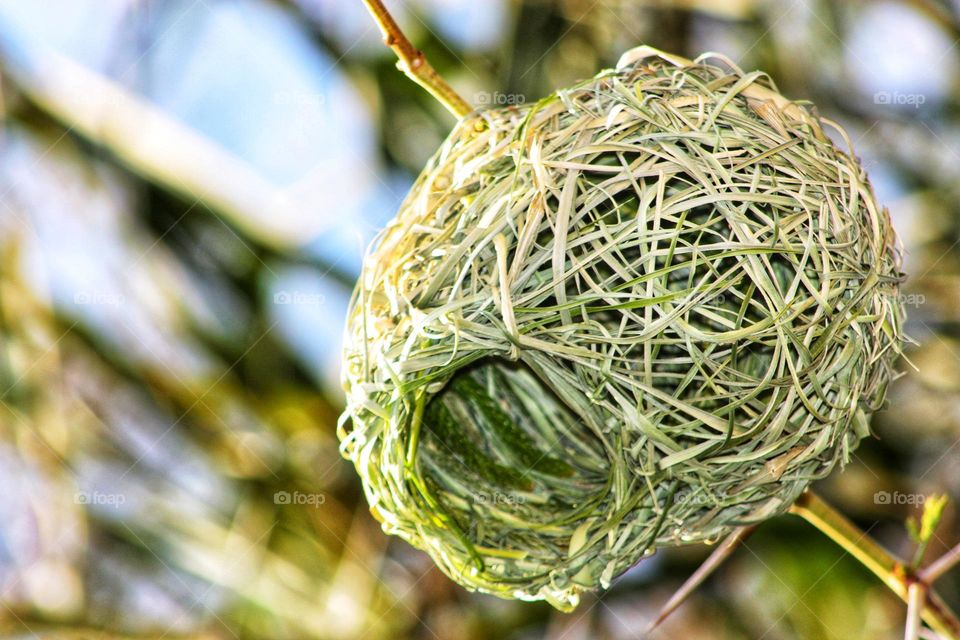 close-up of a circular birds nest