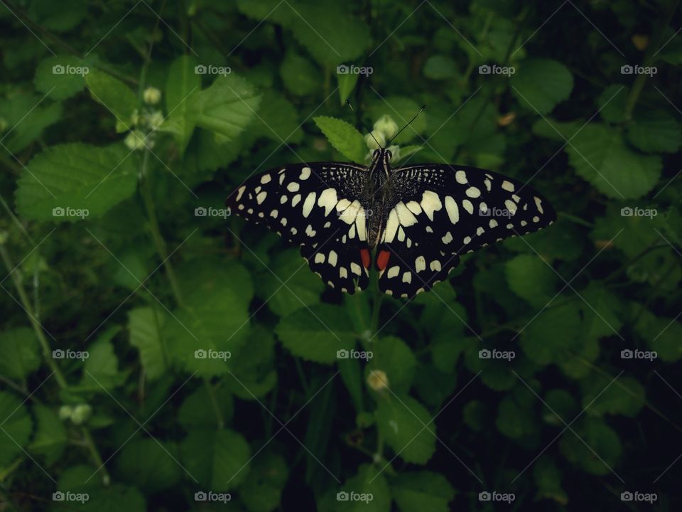 butterfly