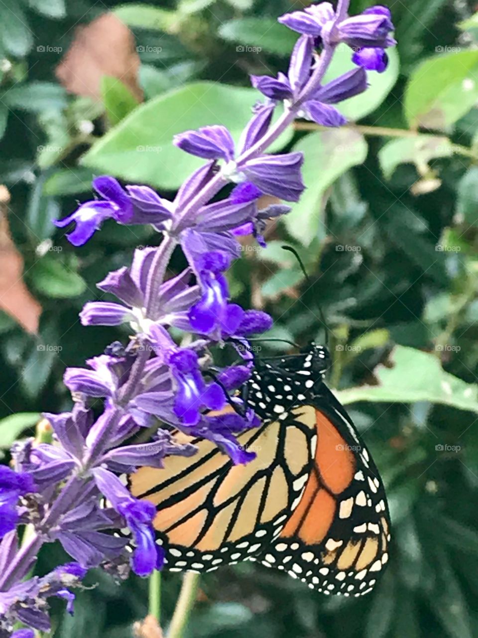 Last blooms of summer