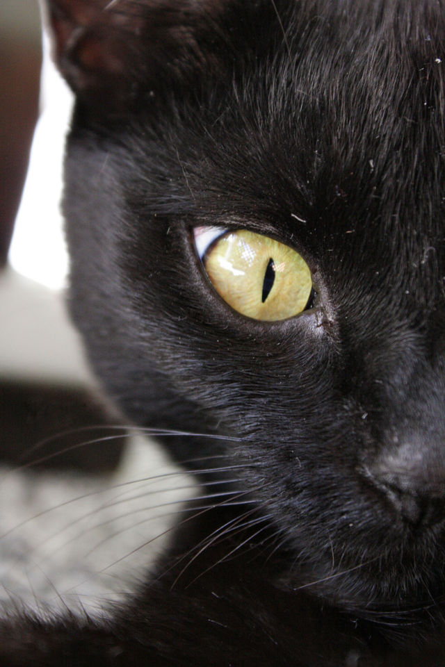 Cats