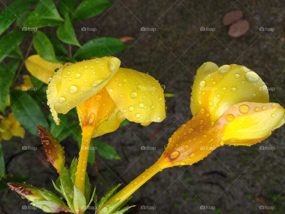 yellow flower in garden and water drops