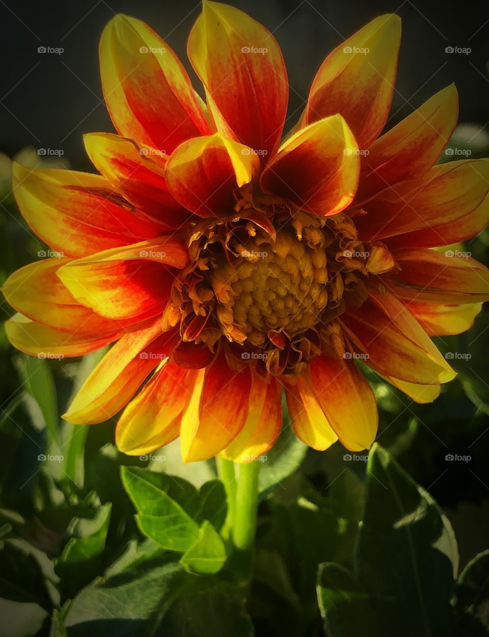 Red and yellow dahlia from my garden 