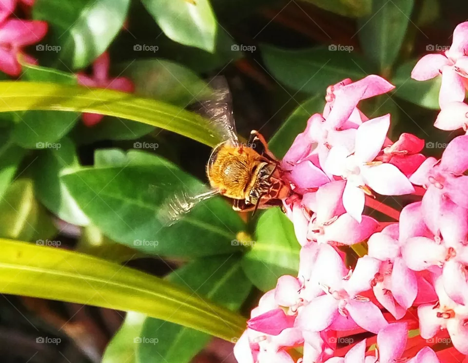 Bee