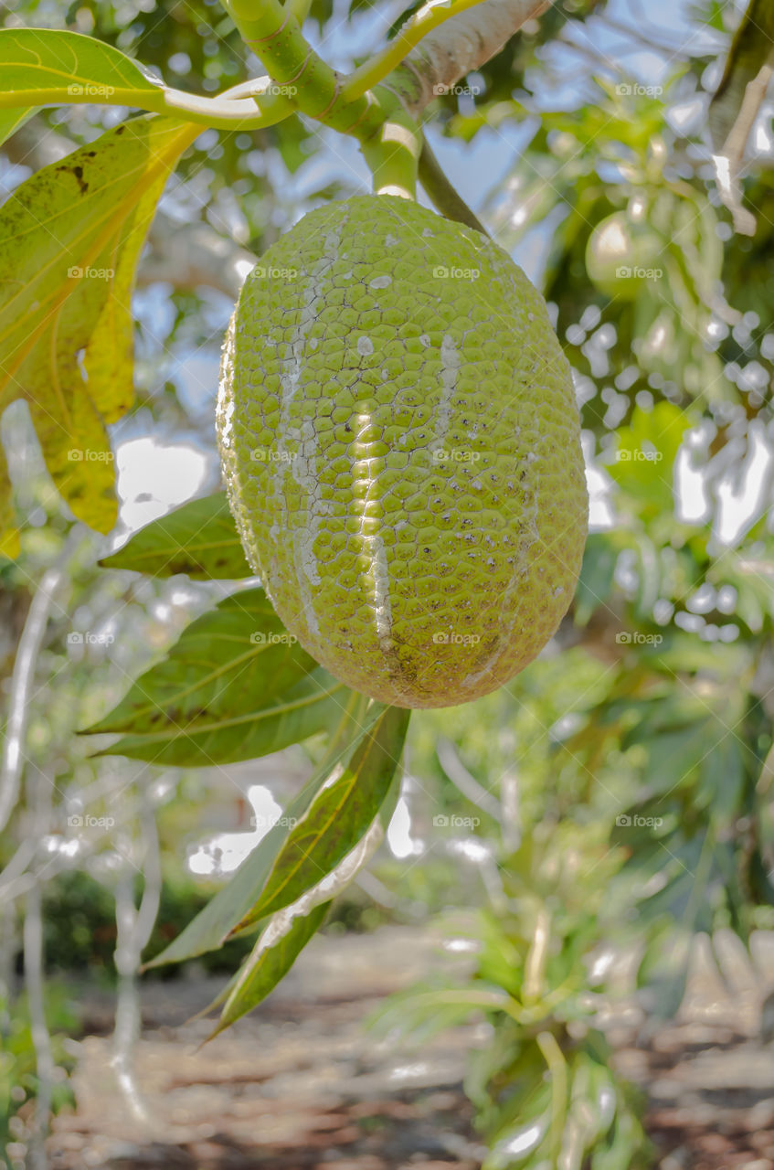 Mature Breadfruit On Tree