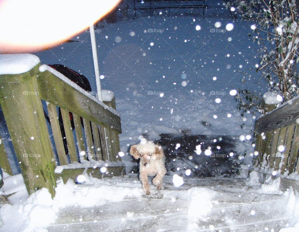Poodle running up steps in snowstorm.