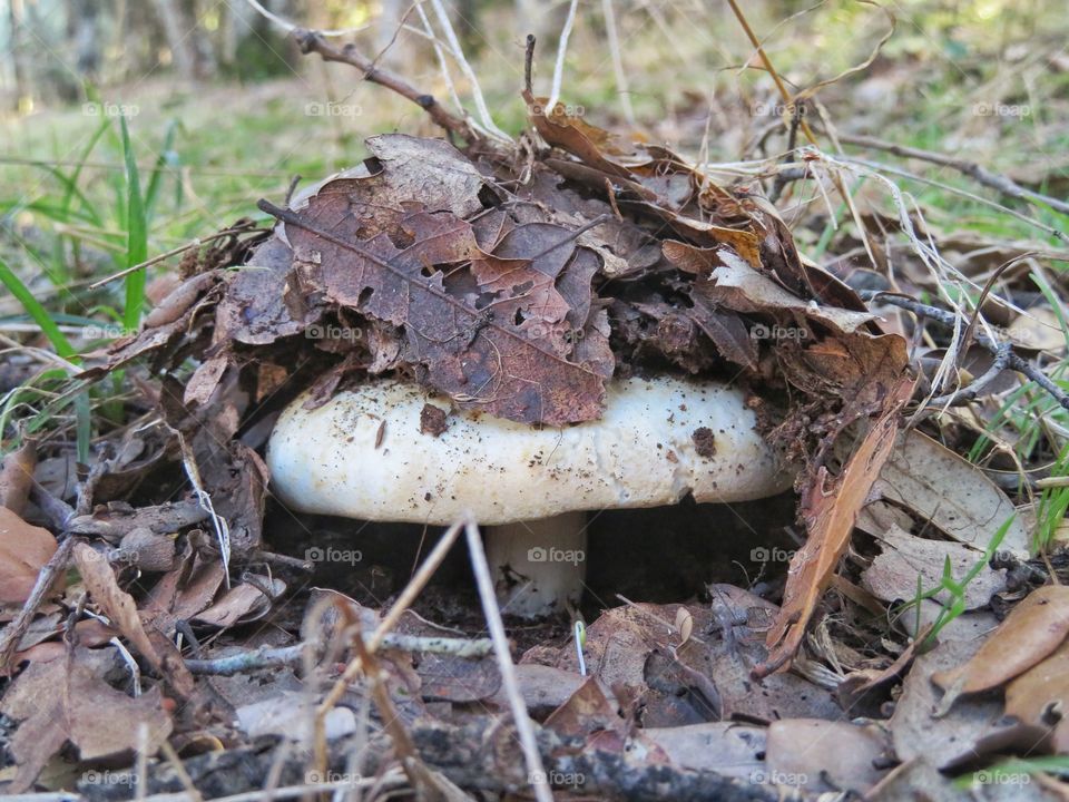 close up of fresh Russula mushroom