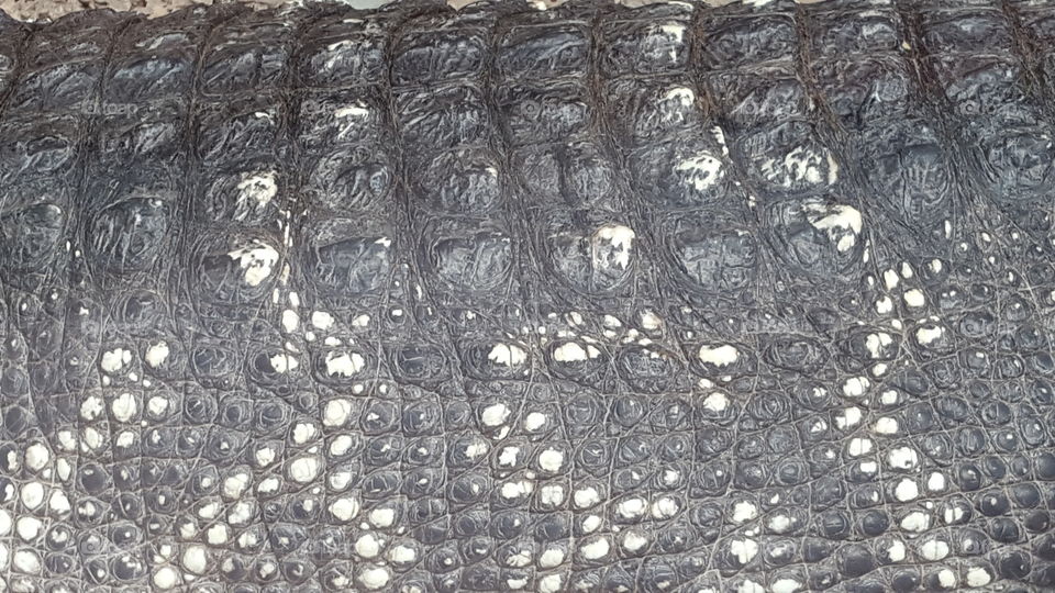 Crocodile skin closeup