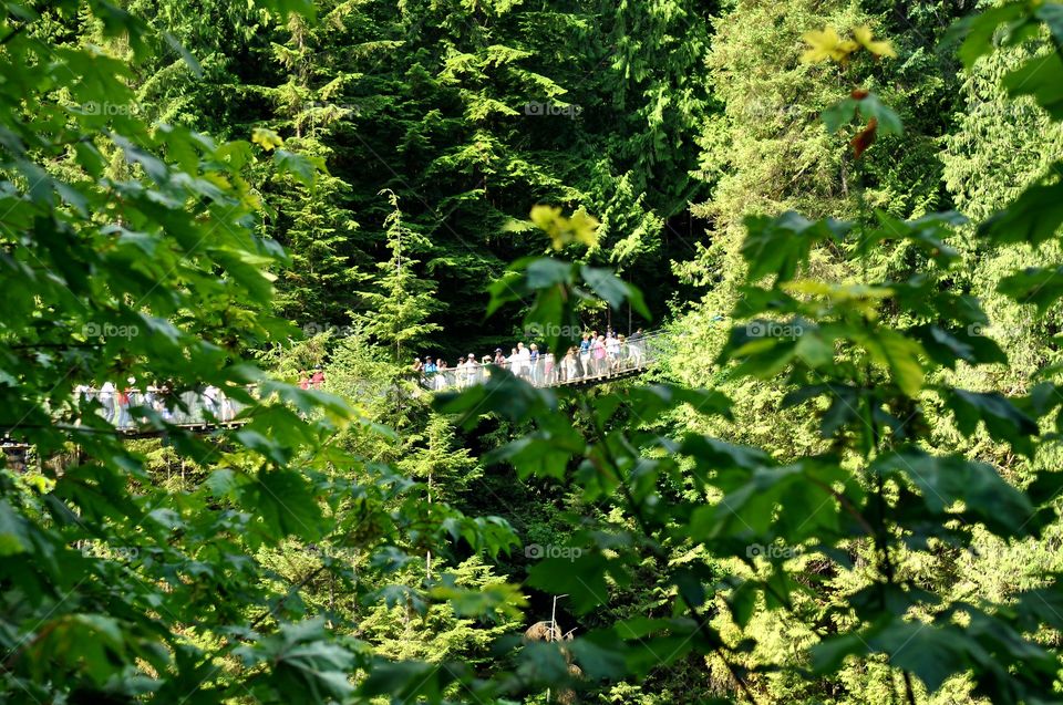 Hiking above the trees