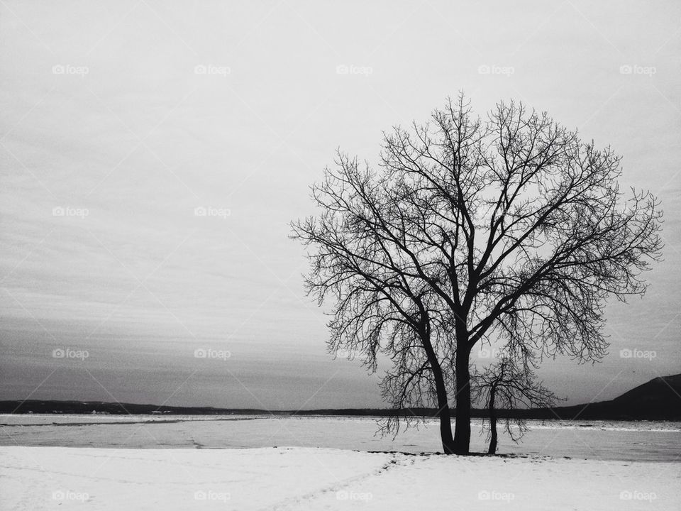 Hudson Valley Tree