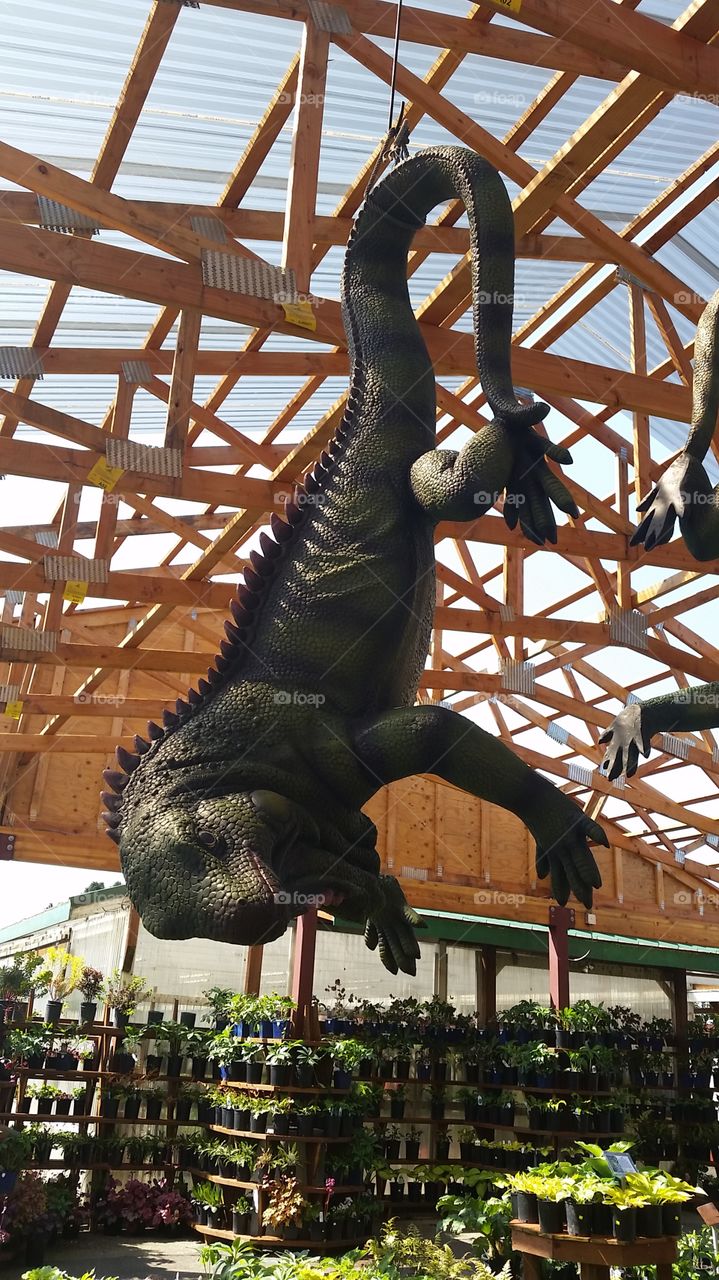 Hanging Iguana 