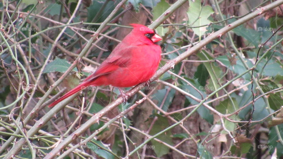 Cardinal in a Holly tree