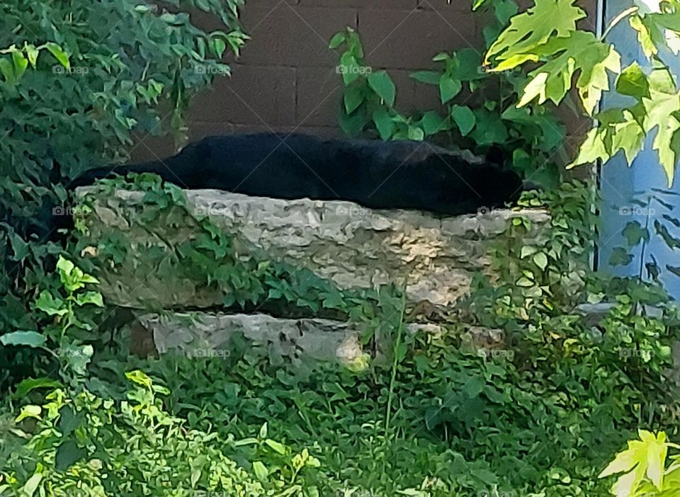 Black panther on a big rock
