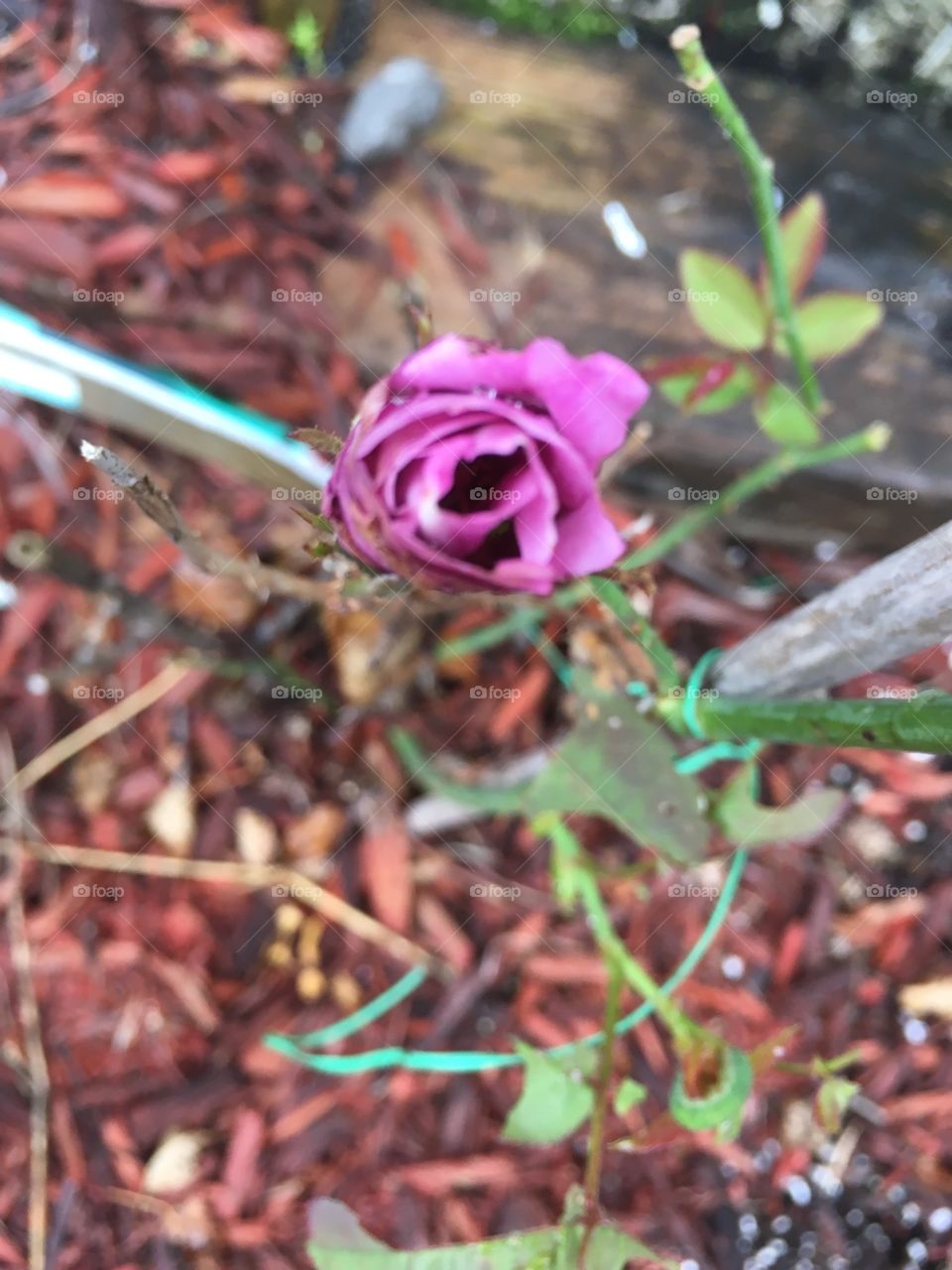 Tiny Rose