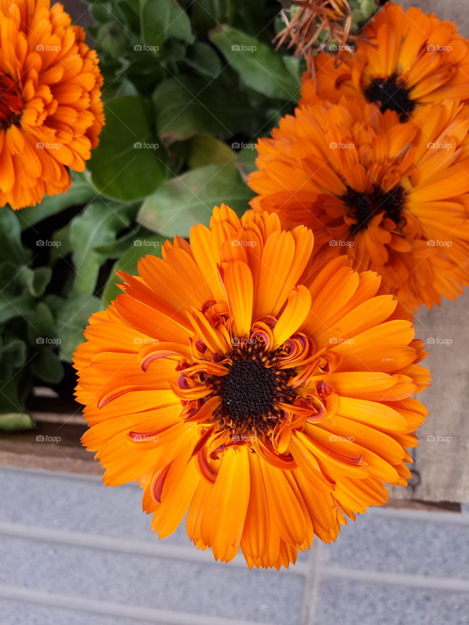 Close up of orange flowers