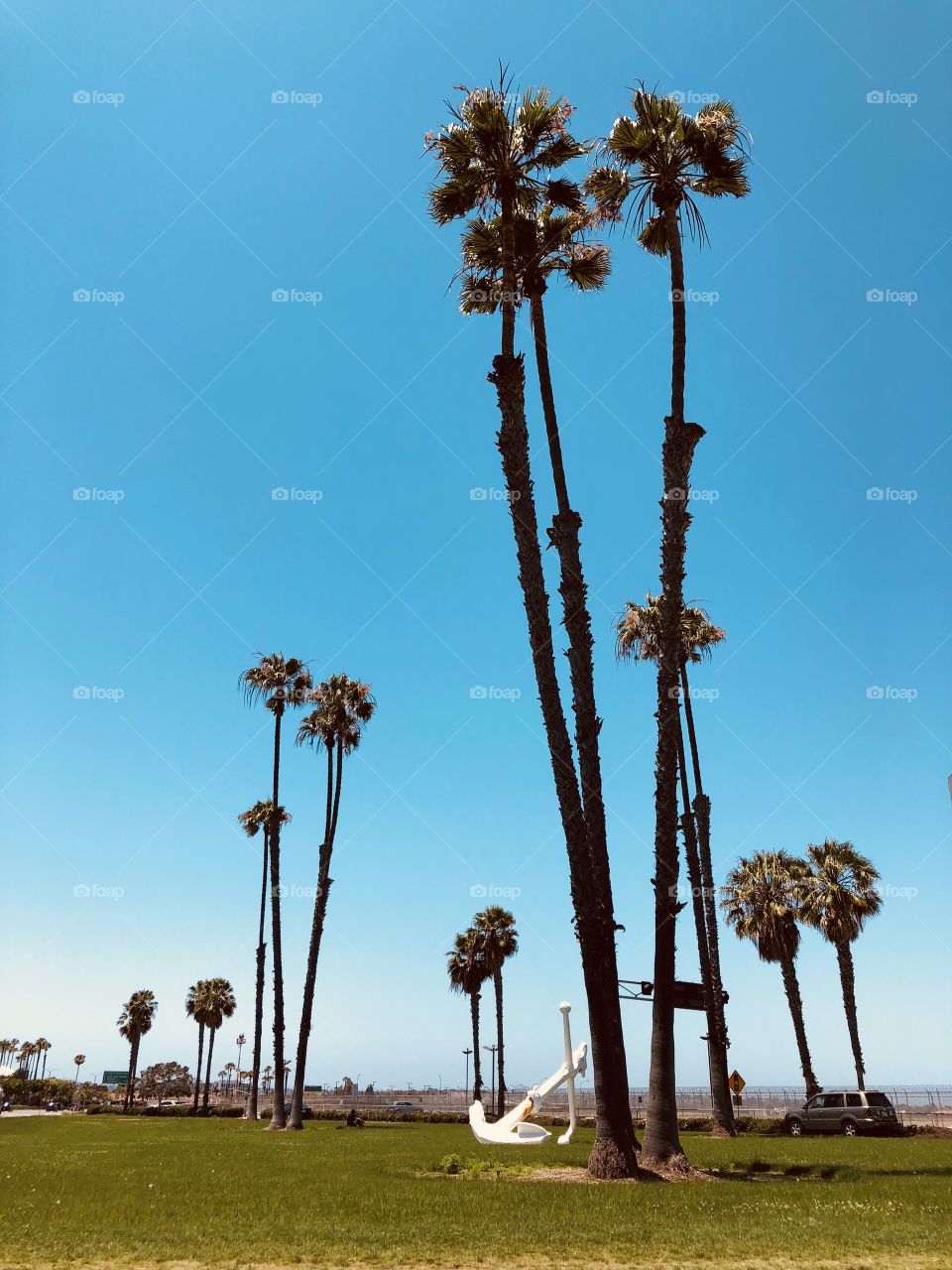 Palm trees + California sunshine 