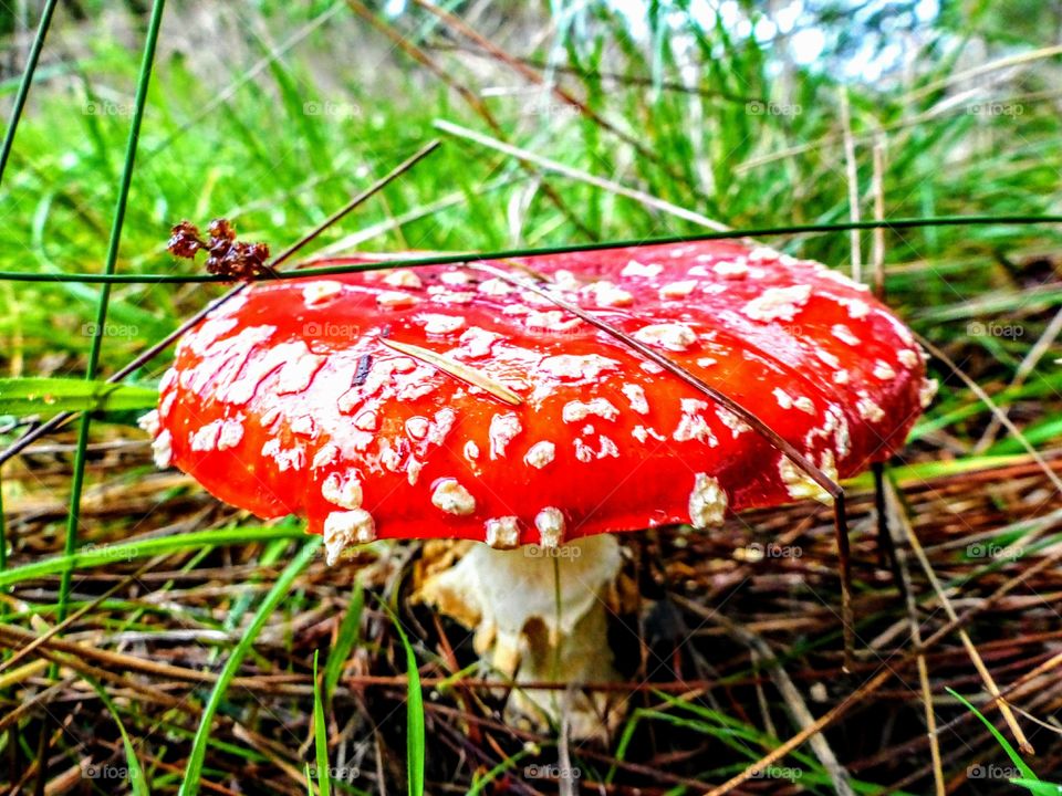 Mushroom, Toadstool, Fungus, Edible Agaric, Nature