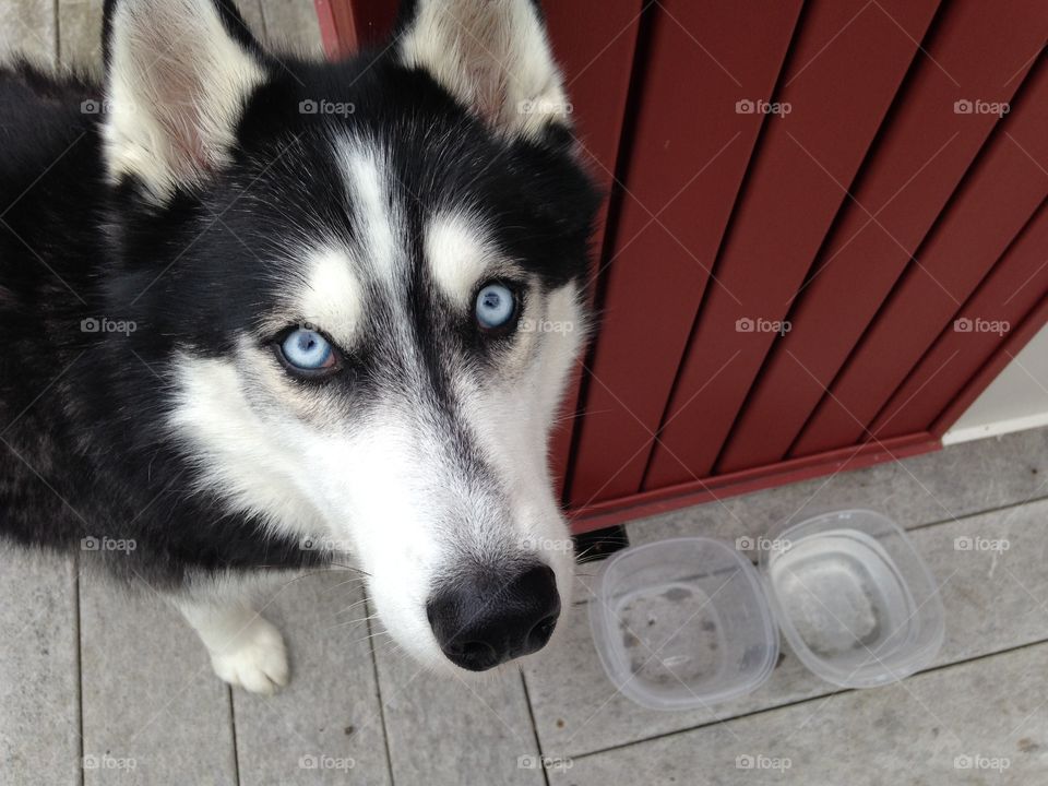 High angle view of husky