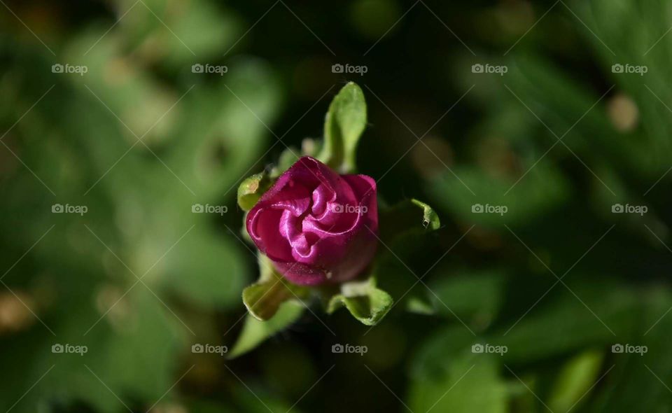 Macro photo of budding magenta flower in summer garden  