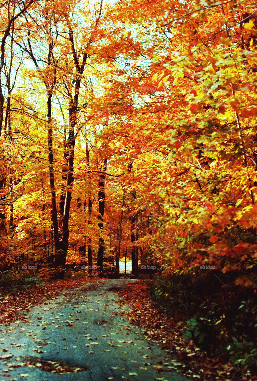 forest walk in fall. forest walk in fall