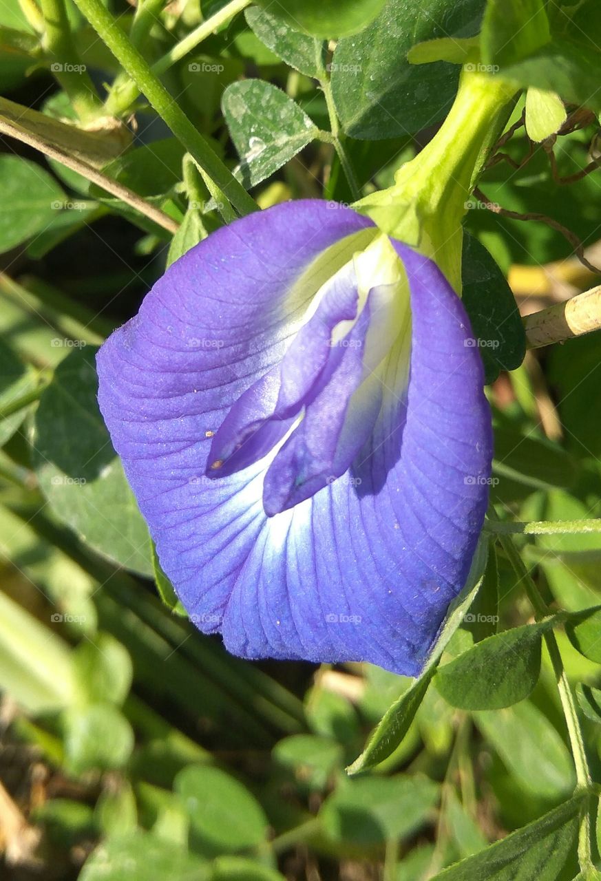 Purple Story......purple flower