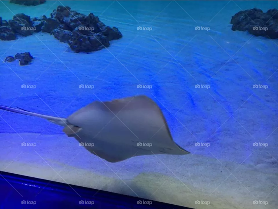 oceanografic