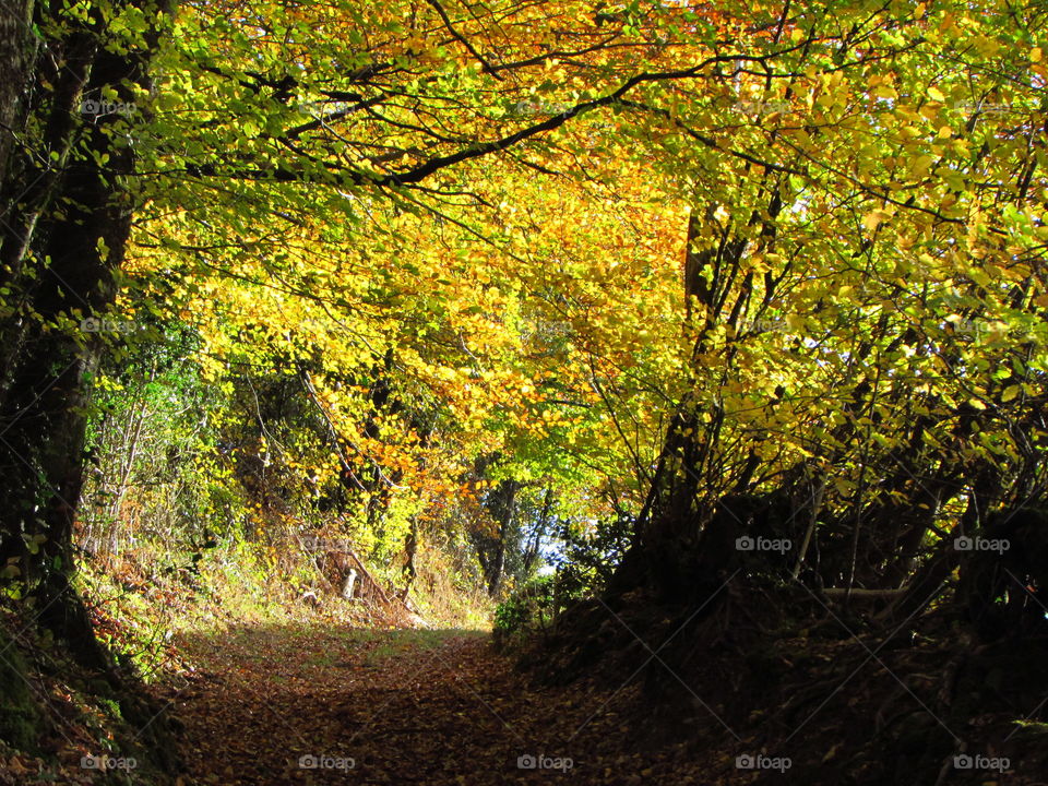 walking through a forest on Exmoor