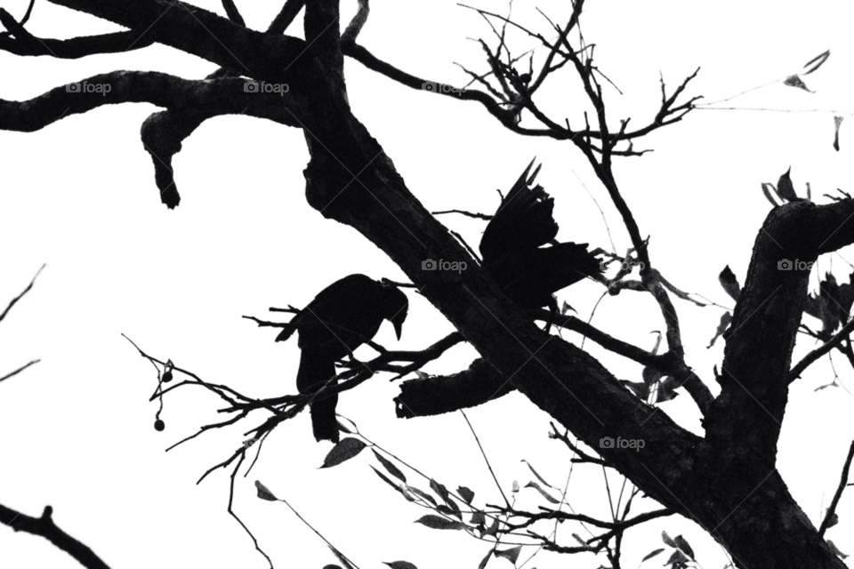 tree birds trees silhouette by Elina