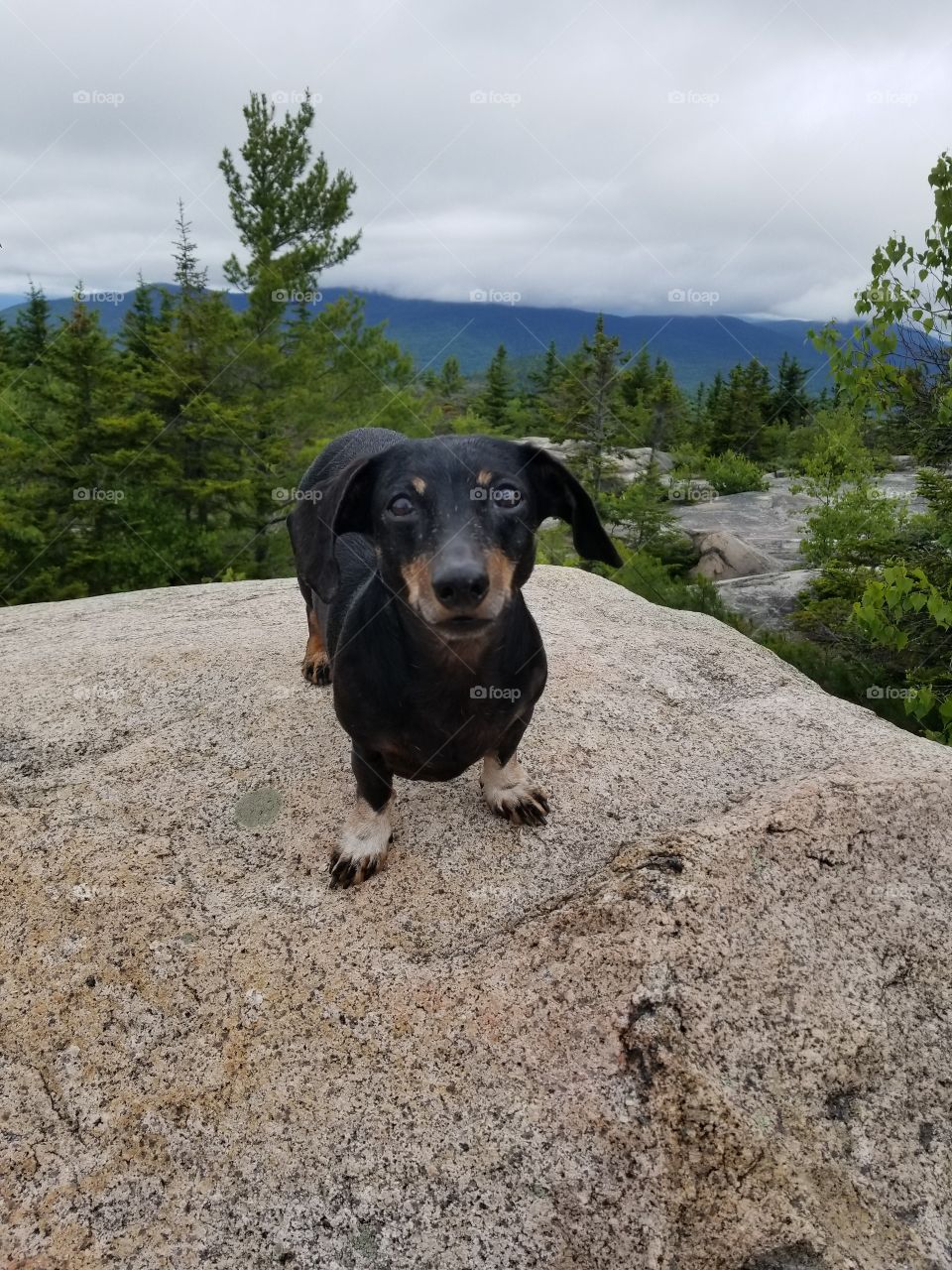 hiking dachshund